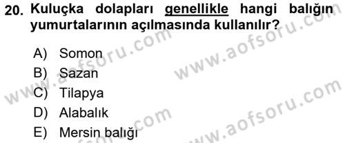 Balık Yetiştiriciliği Dersi 2016 - 2017 Yılı 3 Ders Sınav Soruları 20. Soru