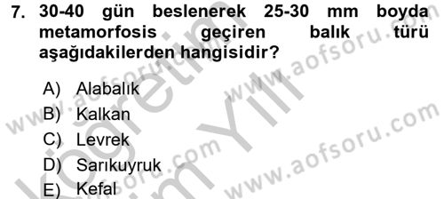 Balık Yetiştiriciliği Dersi 2016 - 2017 Yılı 3 Ders Sınav Soruları 7. Soru
