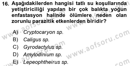 Balık Yetiştiriciliği Dersi 2017 - 2018 Yılı (Final) Dönem Sonu Sınav Soruları 16. Soru