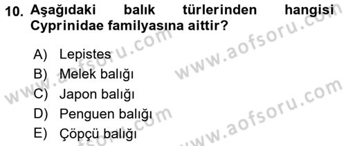 Balık Yetiştiriciliği Dersi 2020 - 2021 Yılı Yaz Okulu Sınav Soruları 10. Soru