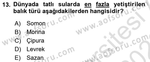 Balık Yetiştiriciliği Dersi 2021 - 2022 Yılı (Vize) Ara Sınav Soruları 13. Soru