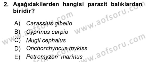 Balık Yetiştiriciliği Dersi 2022 - 2023 Yılı Yaz Okulu Sınav Soruları 2. Soru