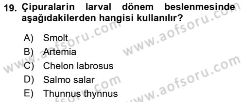 Balık Yetiştiriciliği Dersi 2023 - 2024 Yılı (Vize) Ara Sınav Soruları 19. Soru