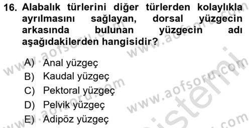Balık Yetiştiriciliği Dersi 2024 - 2025 Yılı (Vize) Ara Sınav Soruları 16. Soru