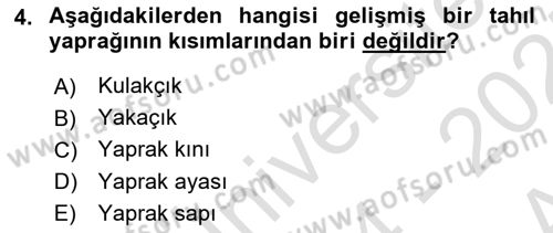 Tarla Bitkileri Dersi 2024 - 2025 Yılı (Vize) Ara Sınav Soruları 4. Soru