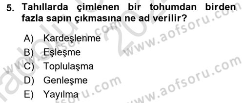 Tarla Bitkileri Dersi 2024 - 2025 Yılı (Vize) Ara Sınav Soruları 5. Soru