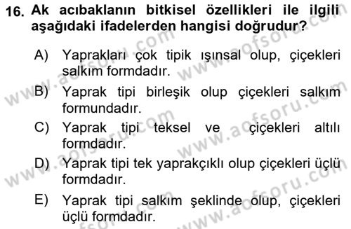 Tarla Bitkileri Dersi 2024 - 2025 Yılı (Final) Dönem Sonu Sınav Soruları 16. Soru