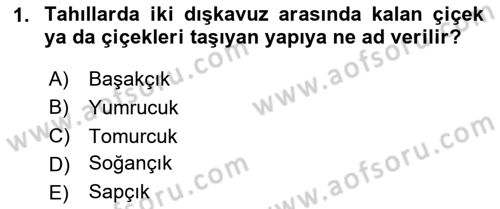 Tarla Bitkileri Dersi 2024 - 2025 Yılı Yaz Okulu Sınav Soruları 1. Soru