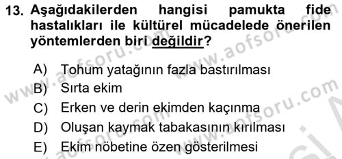 Tarla Bitkileri Dersi 2025 - 2026 Yılı (Vize) Ara Sınav Soruları 13. Soru