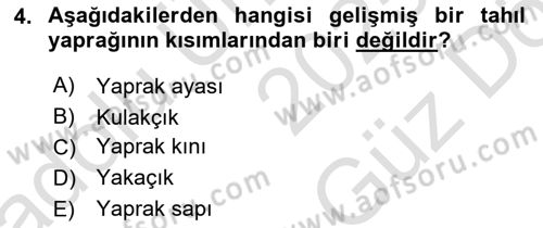 Tarla Bitkileri Dersi 2025 - 2026 Yılı (Vize) Ara Sınav Soruları 4. Soru