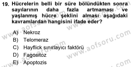 Temel Gerontoloji Dersi 2024 - 2025 Yılı (Vize) Ara Sınavı 19. Soru