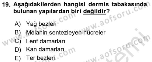 Yaşlı Bakımı İlke Ve Uygulamaları Dersi 2024 - 2025 Yılı (Vize) Ara Sınav Soruları 19. Soru